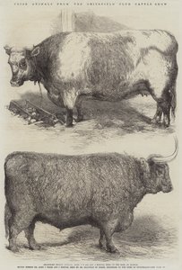 Prize Animals from the Smithfield Club Cattle Show by Harrison William Weir